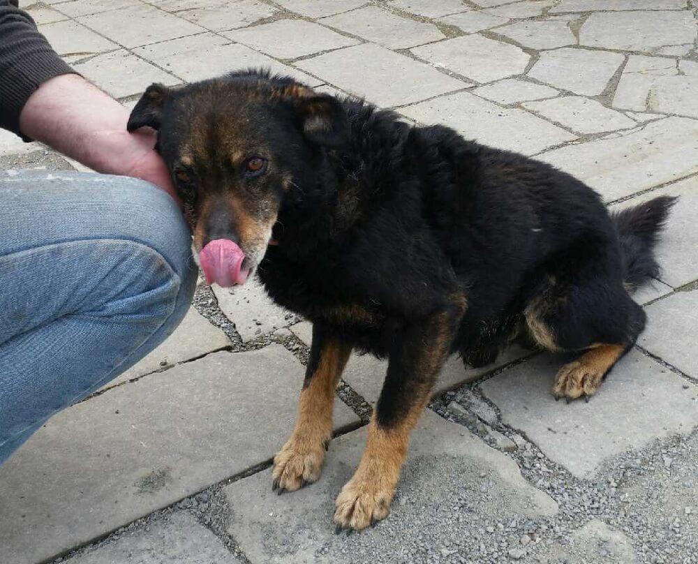 Błąka się pies