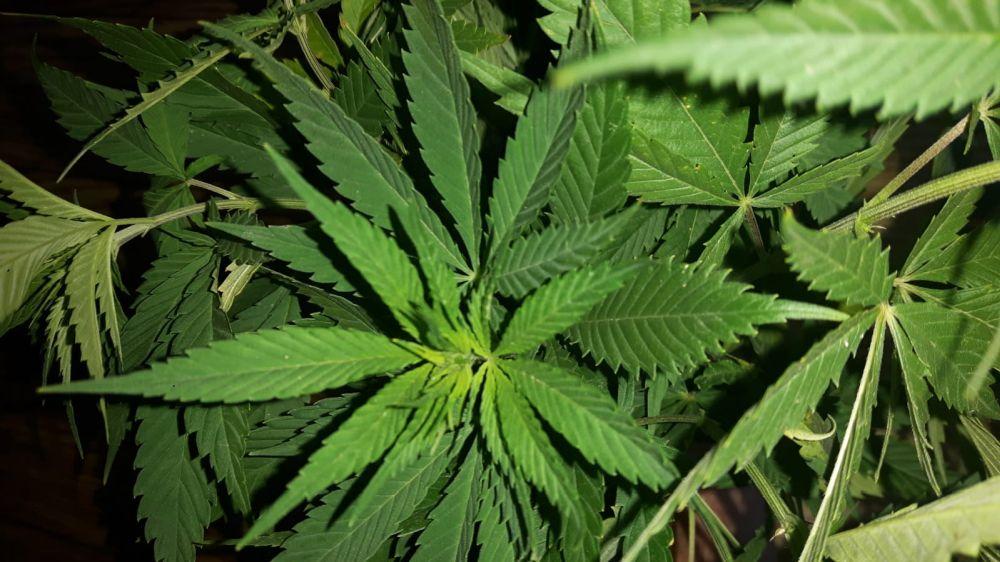 Marihuana na parapecie