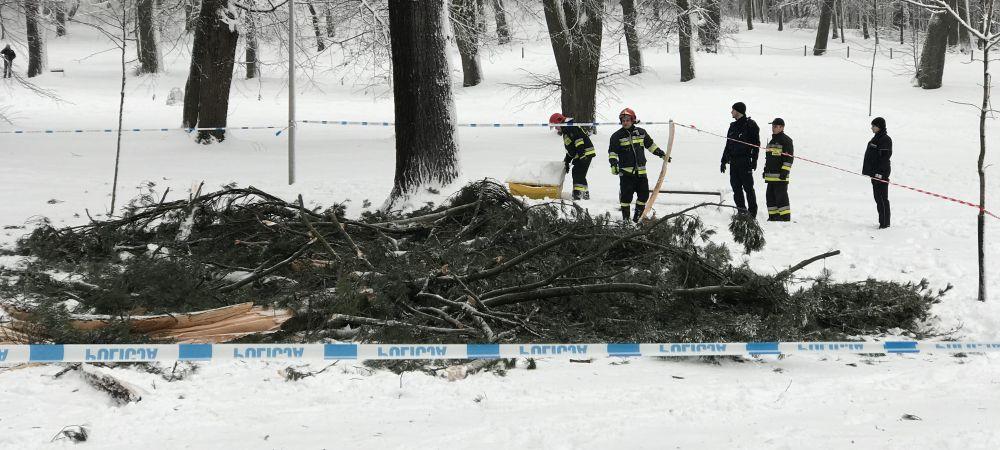 Złamane konary