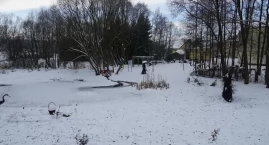 Urosły za małe świerki