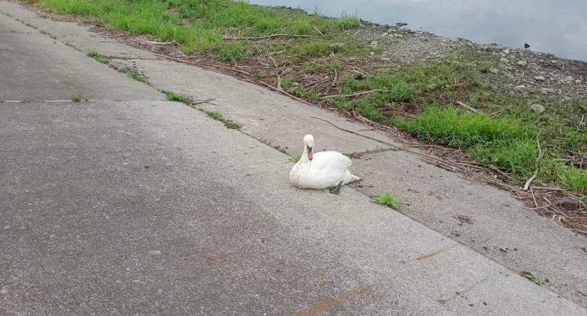 Straż pożarna na pomoc łabędziowi