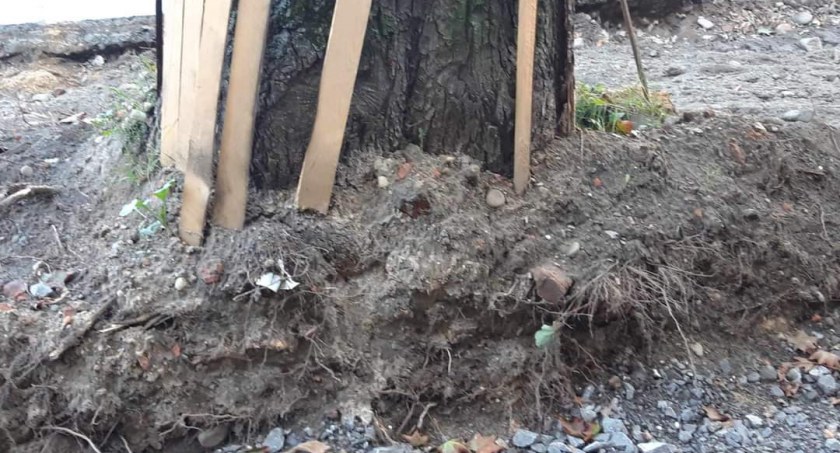 Zielone oazy wspierające walkę z klimatycznymi wyzwaniami miejskich obszarów