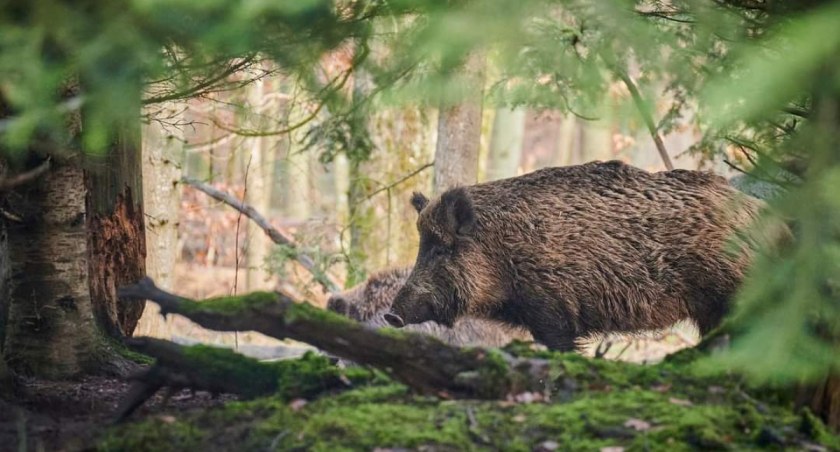 Burmistrz miasta Żywca podjął decyzję co do dzików podchodzących pod zabudowania