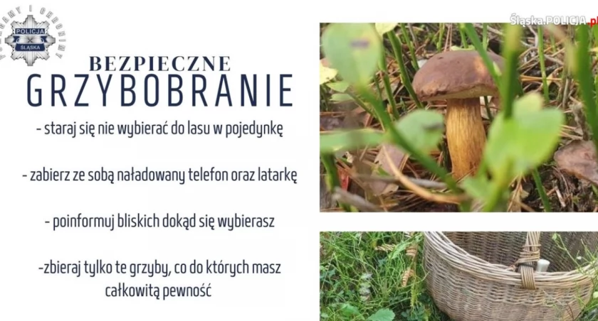 Aby grzybobranie było bezpieczne