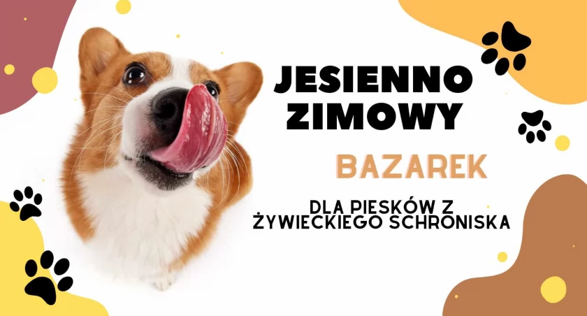 Dla zwierząt w schroniskach zaczyna się trudny okres. Pomóżmy im!