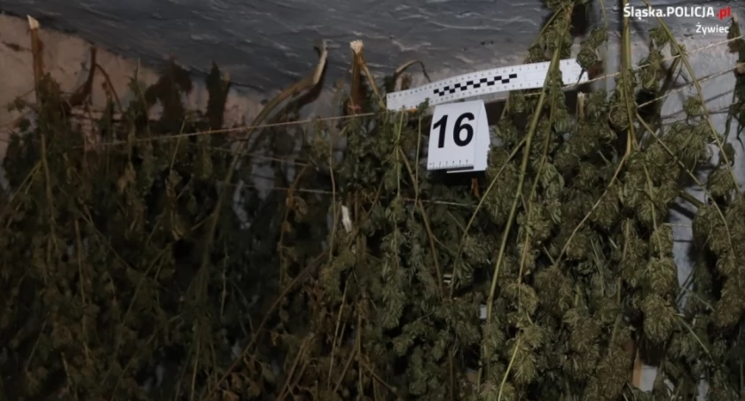 Ponad 60 sztuk konopi indyjskich znaleźli policjanci z Jeleśni u 36 latki. 