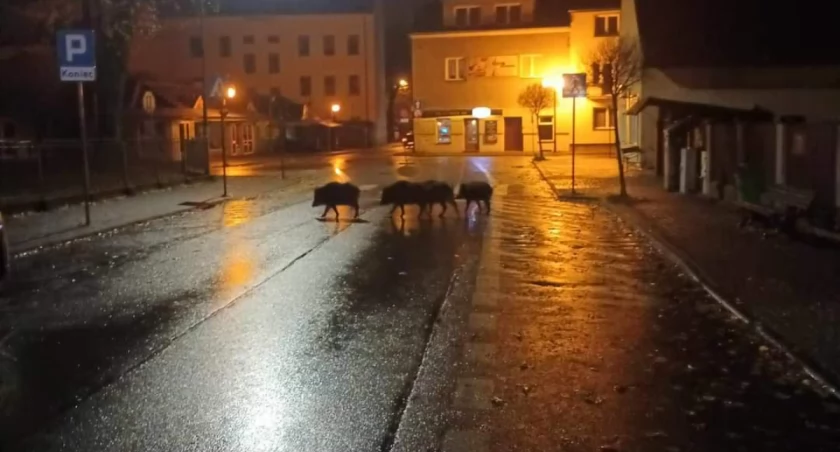 Problem z dzikami w naszym mieście