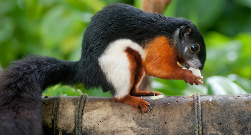 Dlaczego warto odwiedzić mini zoo?