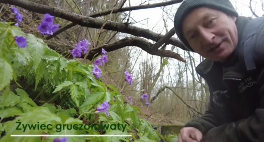 Tajemnice Wiosennej Przyrody: Film z Małego Grojca (video)