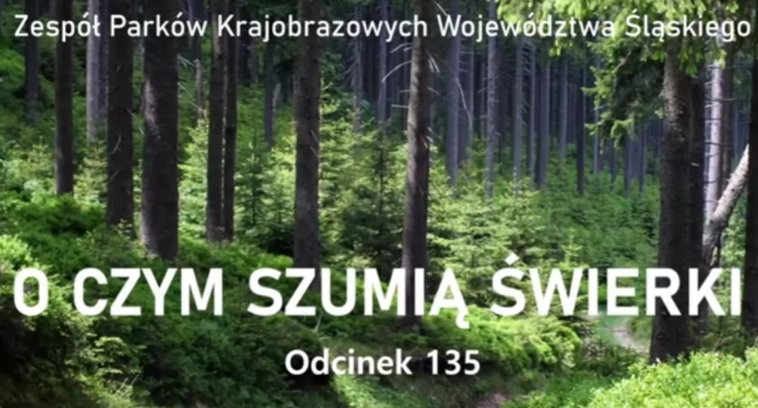 O czym szumią świerki?