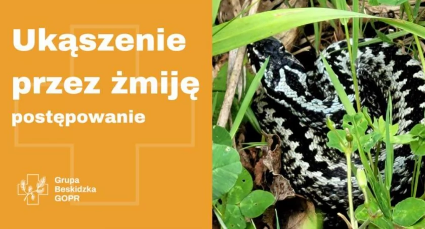 Coraz więcej żmij pojawią się w naszym rejonie