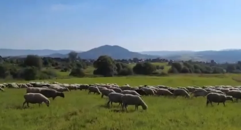 Pasom się łowiecki pasom