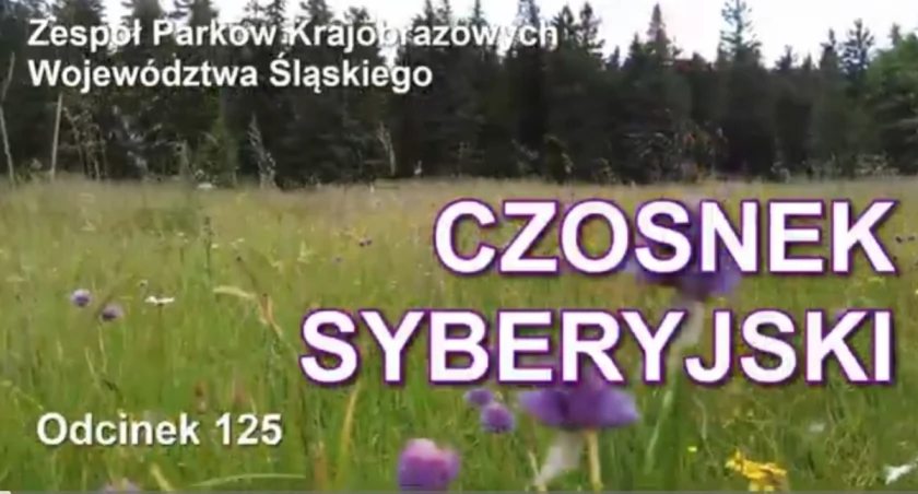 Czosnek Syberyjski