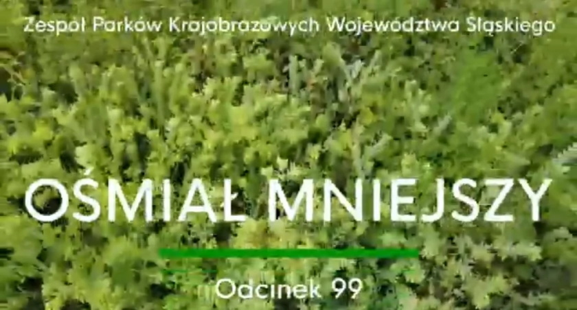 Ośmiał mniejszy