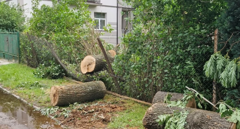  Drzewo Zawaliło się na Ul. Klonową w Żywcu, Droga Całkowicie Zablokowana