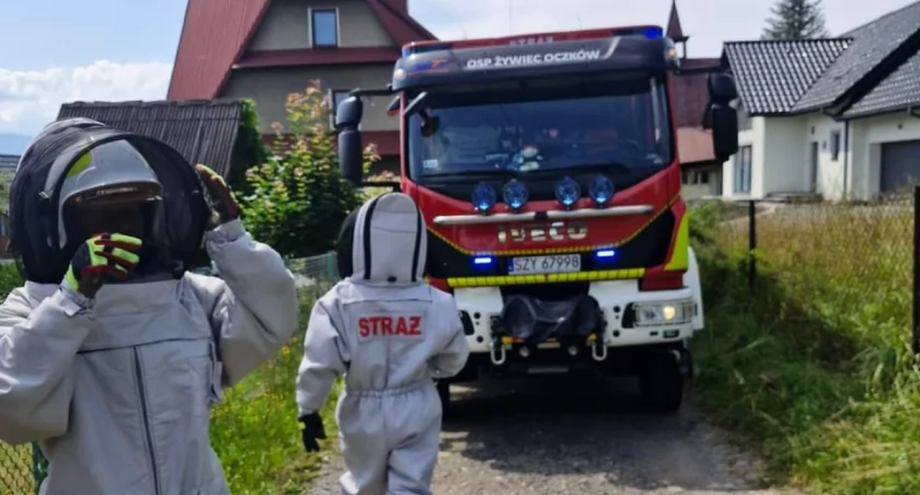 Interwencja Straży Pożarnej w Żywcu: Usunięcie gniazda owadów błonkoskrzydłych