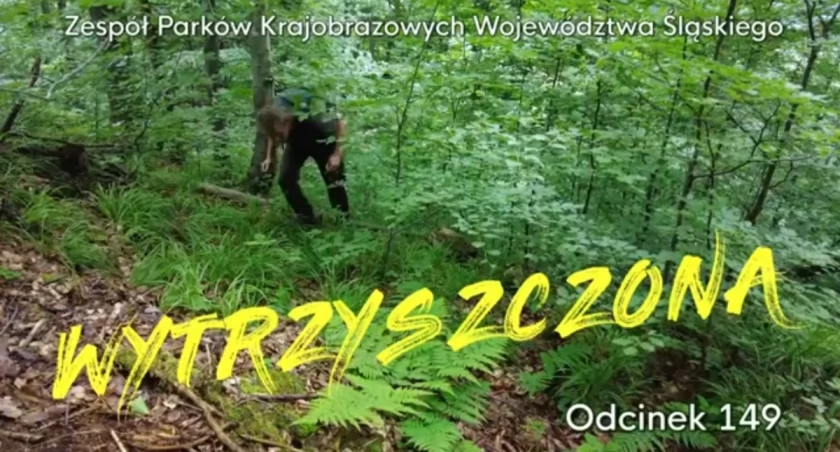 Fascynujące Formacje Skałkowe Doliny Potoku Twardorzeczka