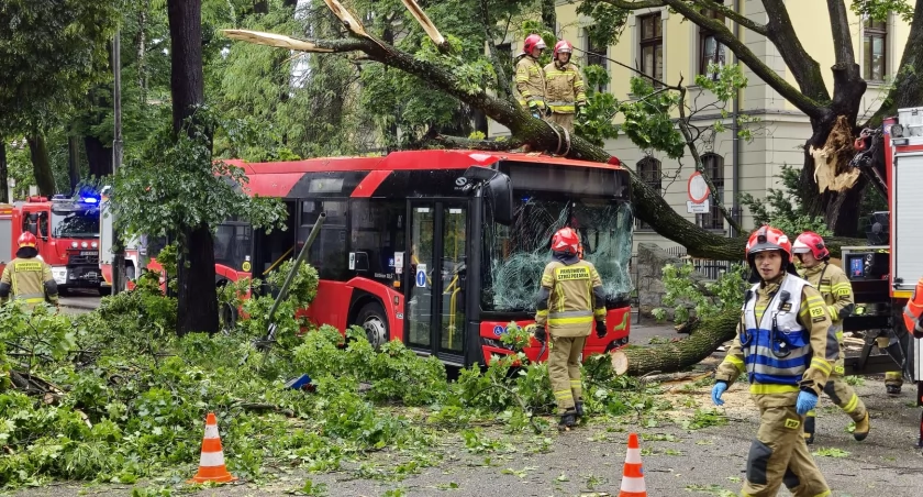 Kto ponosi odpowiedzialność za bezpieczeństwo w kontekście zagrożeń związanych z drzewami w Żywcu?