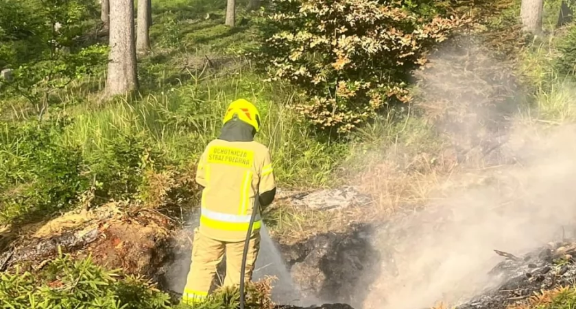 Pożar w masywie leśnym skutecznie opanowany przez OSP Zwardoń