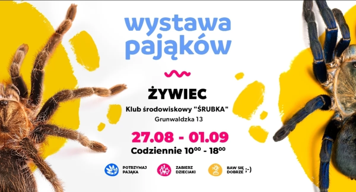 Wystawa Pająków w Żywcu: Spełnij Marzenie o Trzymaniu Ptasznika na Ręce!