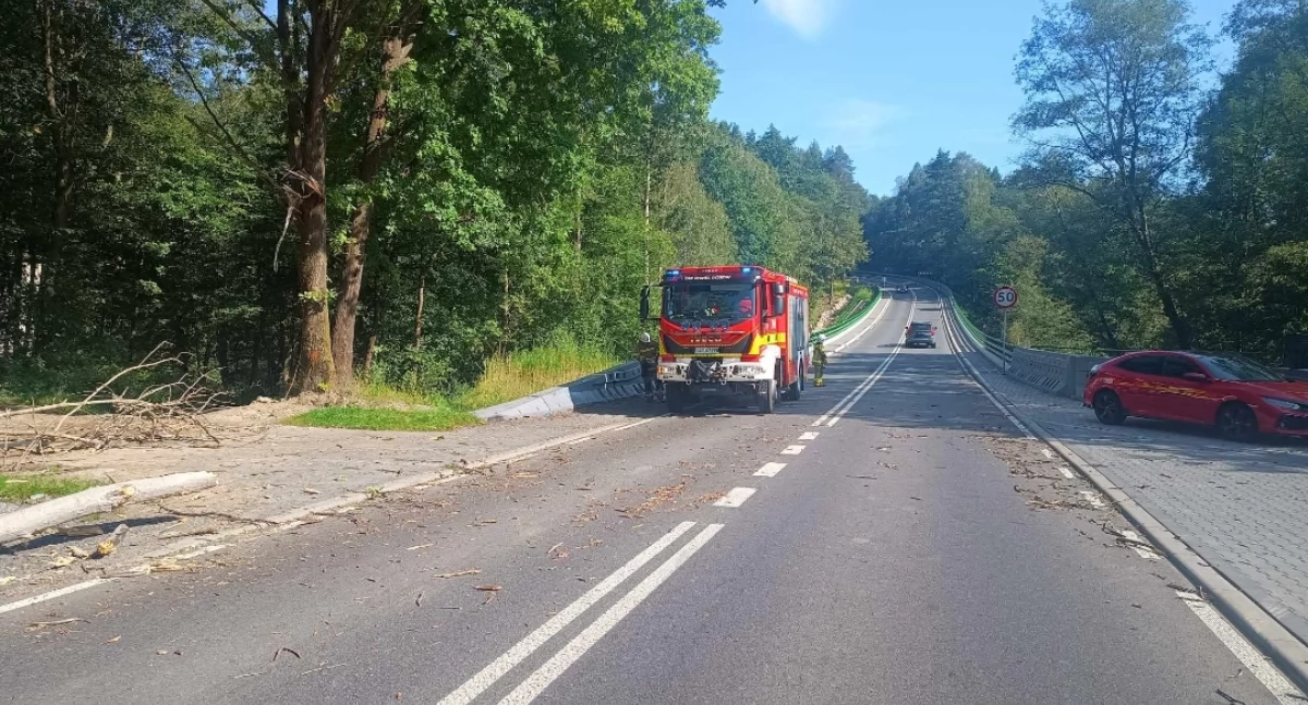 Strażacy z OSP Oczków usuwają powalone drzewo na DW948 w Wilczym Jarze