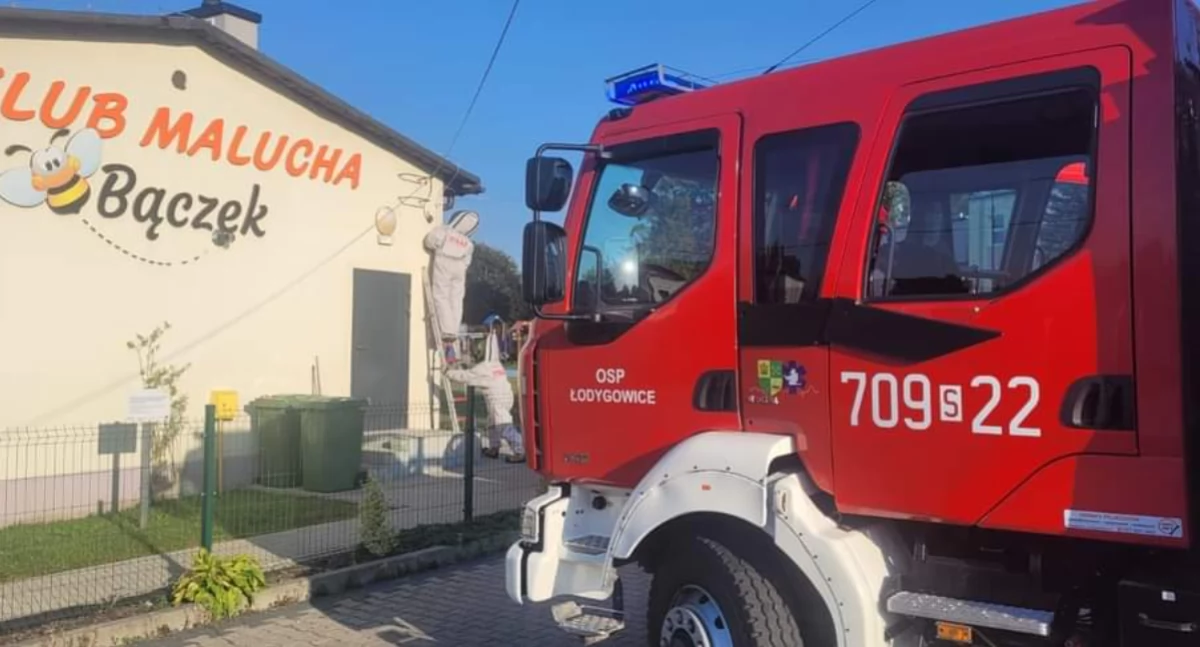 Usunięcie gniazda owadów błonkoskrzydłych w Zarzeczu przez OSP Łodygowice