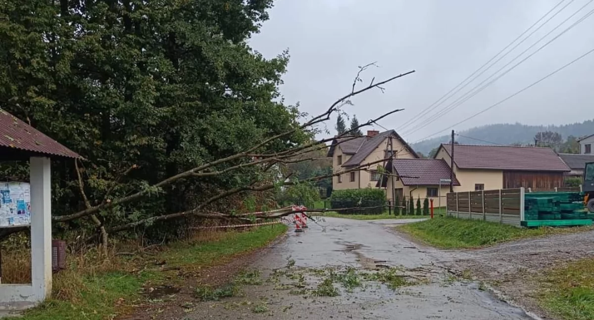 Powalone drzewo na ul. Żywieckiej – szybka interwencja OSP Kocoń