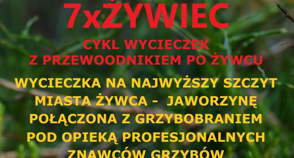 Wycieczka na Jaworzynę i grzybobranie w ramach cyklu 7 razy Żywiec