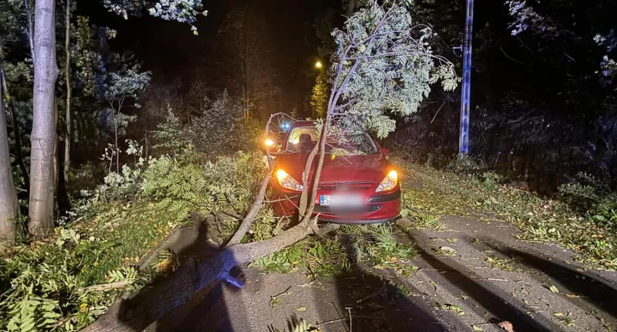 Kolizja samochodu osobowego z powalonym drzewem w Międzybrodziu Bialskim