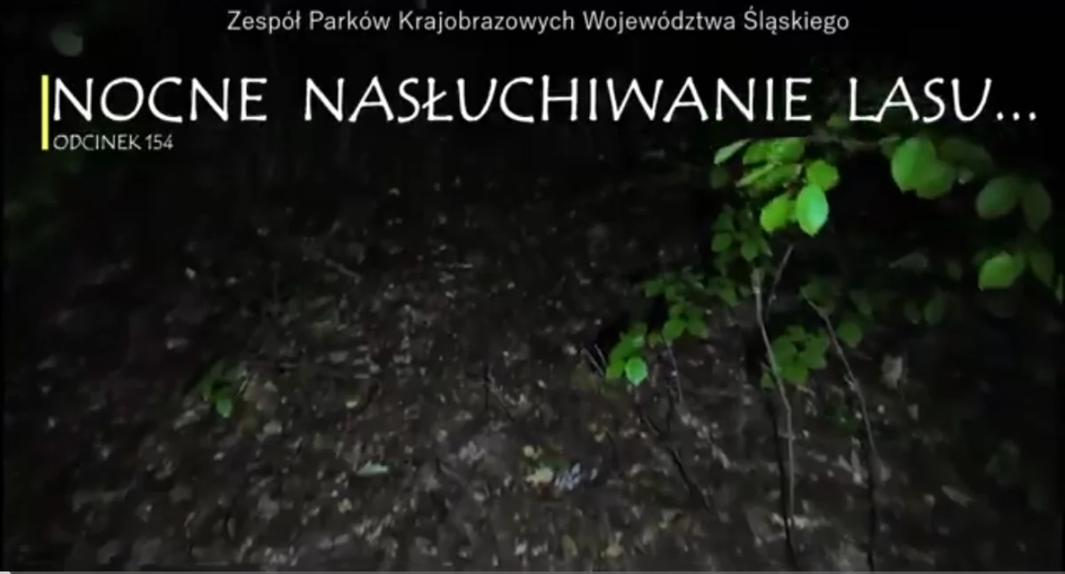 Video: Nocne nasłuchiwanie lasu – magia ciszy i dźwięku
