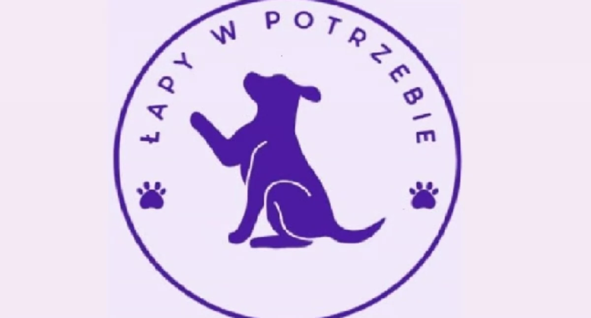 Razem dla bezdomnych zwierząt – wesprzyj projekt Łapy w potrzebie