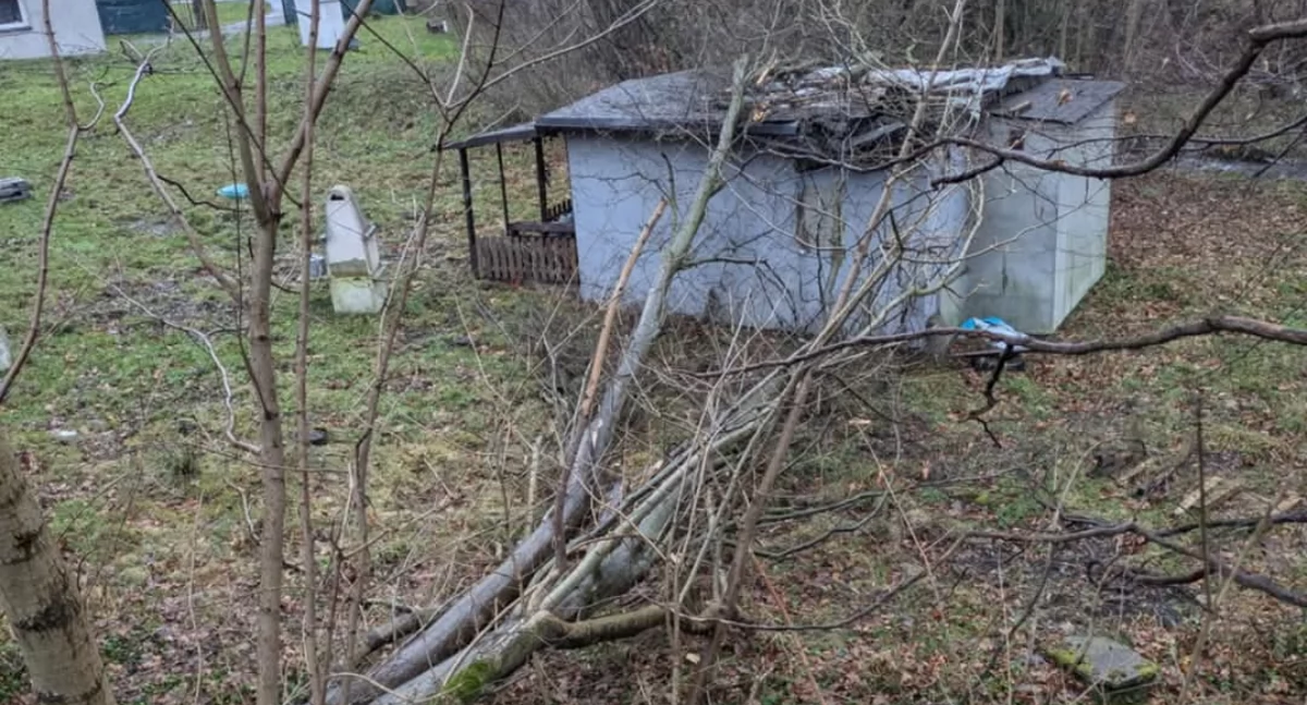 Powalone drzewo uszkodziło budynek w Międzybrodziu Bialskim