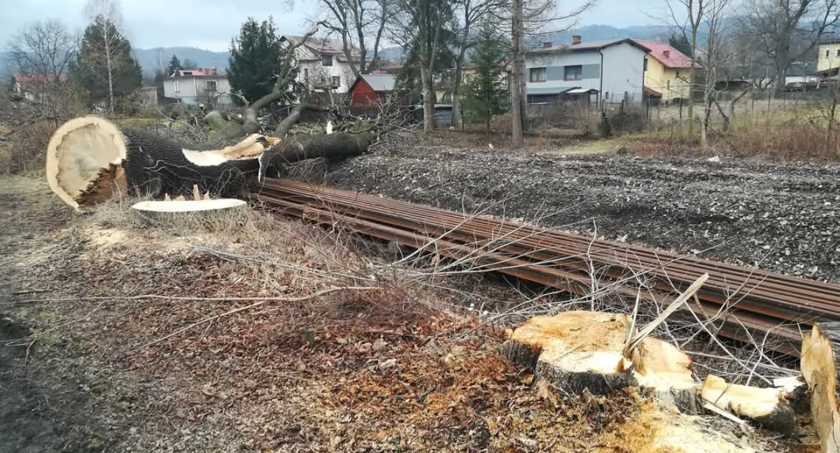 Rzeź na Grunwaldzkiej – modernizacja kolei kosztem drz