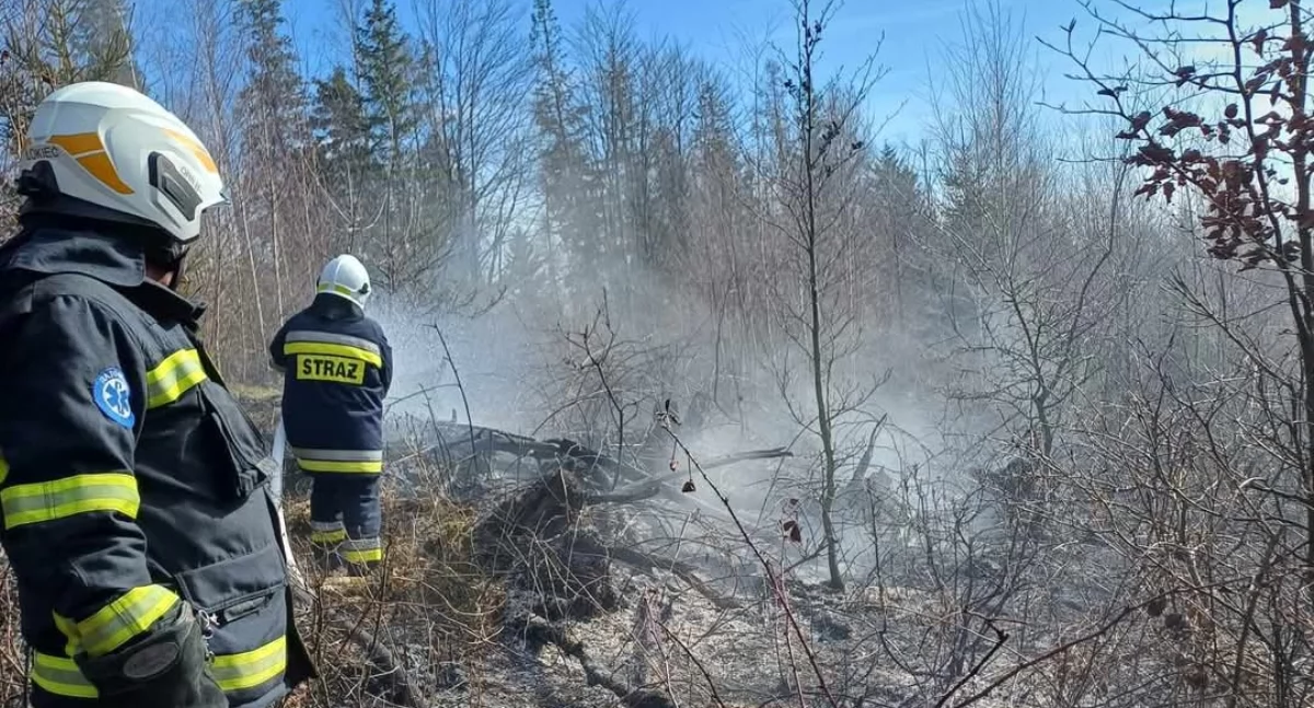 Pożar młodnika w Porąbce – szybka akcja strażaków