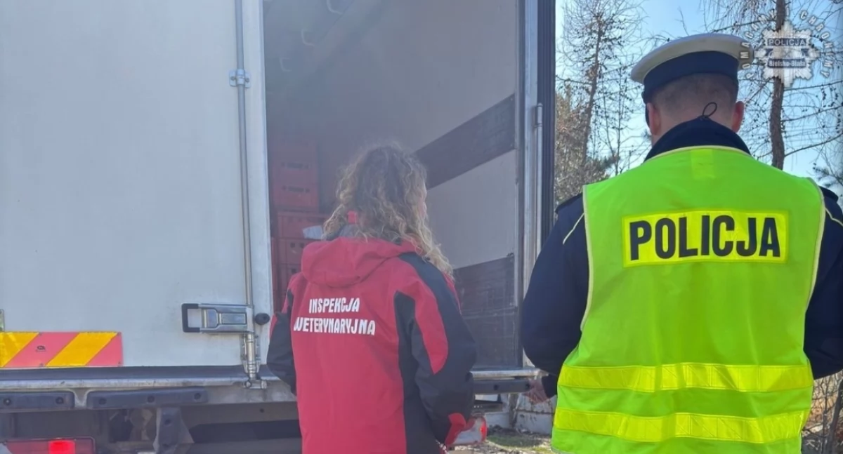Wzmożone kontrole na granicy ze Słowacją – działania prewencyjne wobec zagrożenia pryszczycą