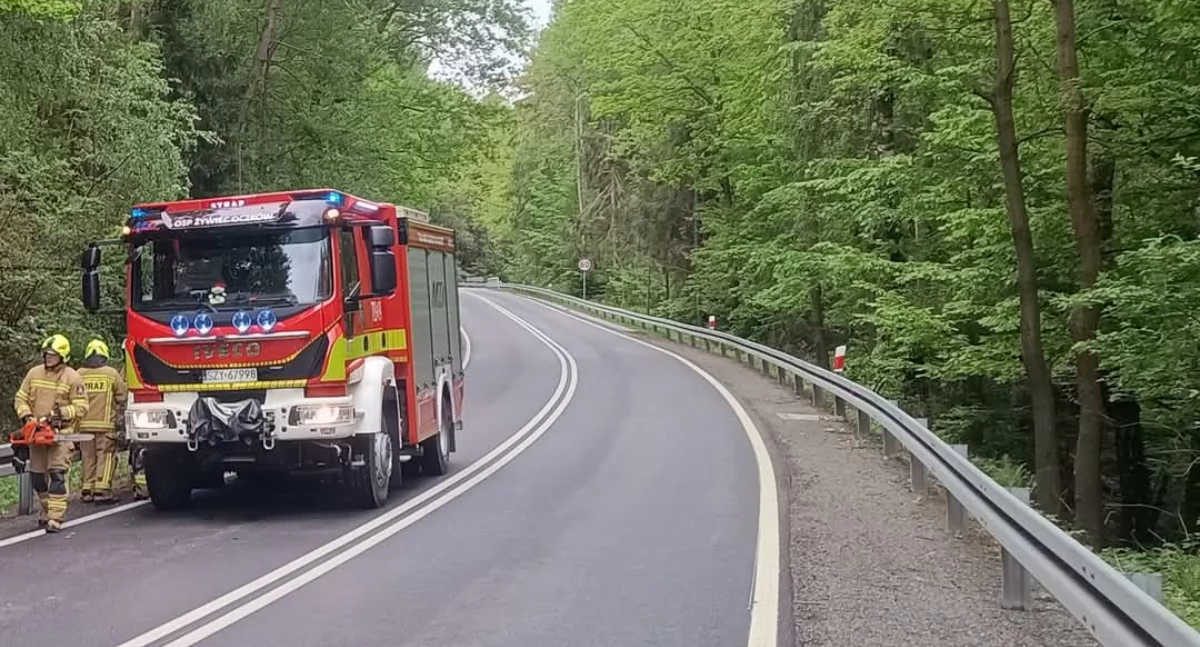 Interwencja OSP Oczków: Powalone drzewo na DW 948 za Wilczym Jarem