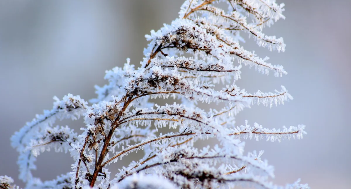 Ostrzeżenie meteorologiczne: Przymrozki w nocy z 7 na 8 maja