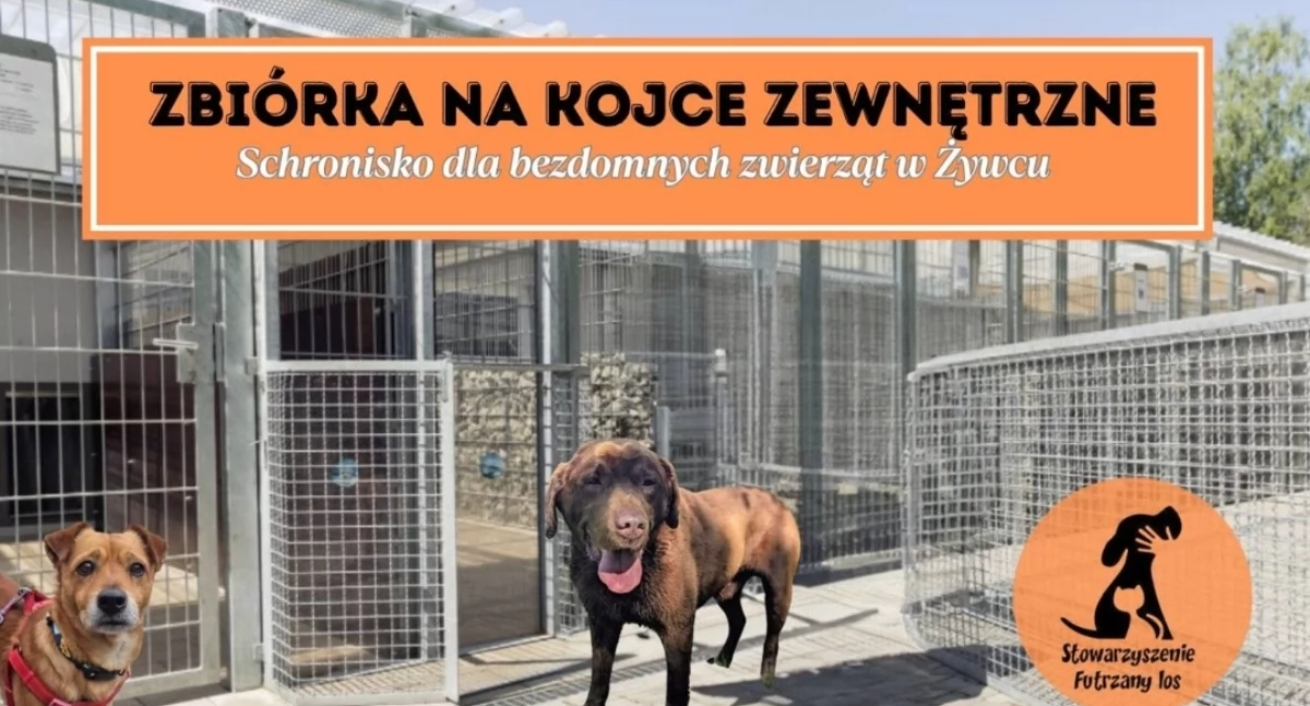 Przedostatnia prosta do nowego domu dla żywieckich Futrzaków! 