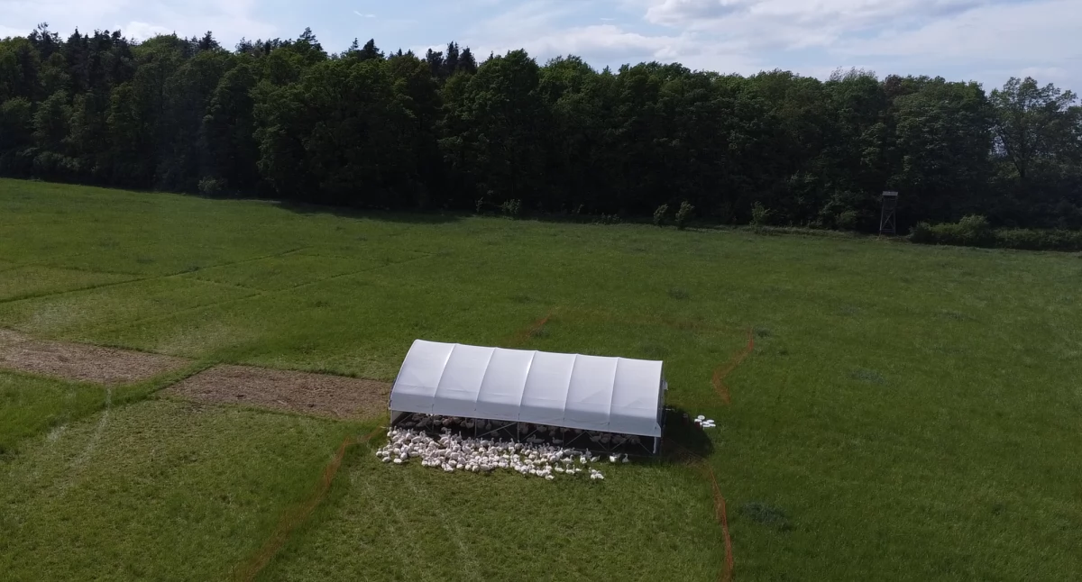 Życie na pastwisku - ekologiczna hodowla trzody, bydła i drobiu w Mikoszowie