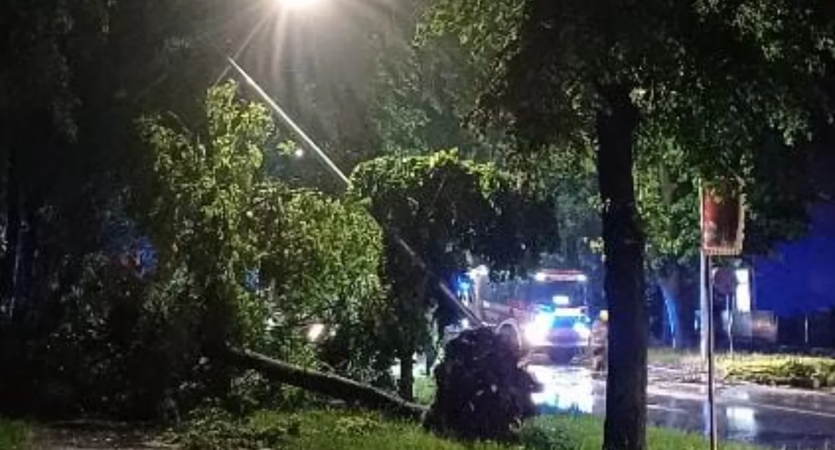 Żywiec – Straż pożarna usuwa powalone drzewo na chodniku przy ul. Piłsudskiego