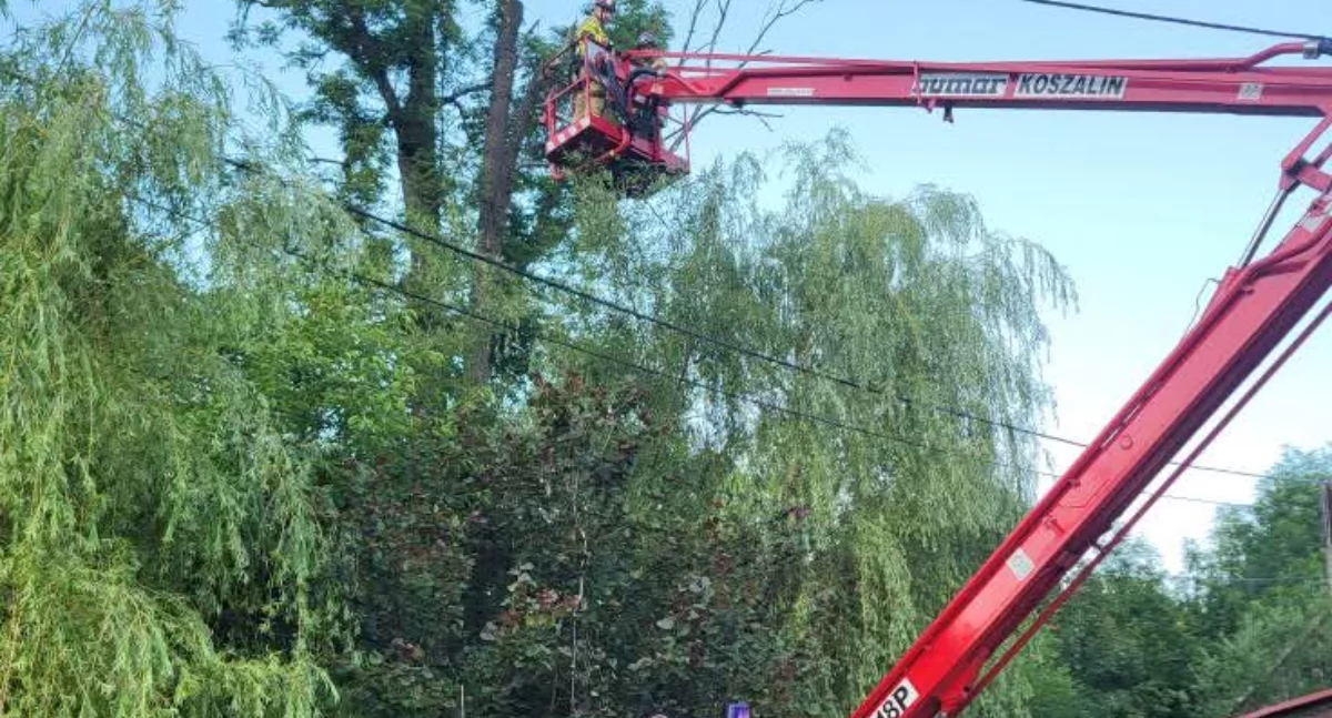 Niebezpieczne drzewo nad linią wysokiego napięcia – interwencja służb w Trzebini