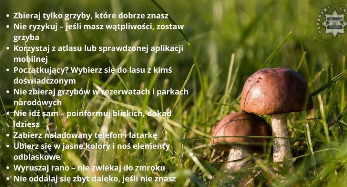 Bezpieczne grzybobranie – o czym musisz pamiętać
