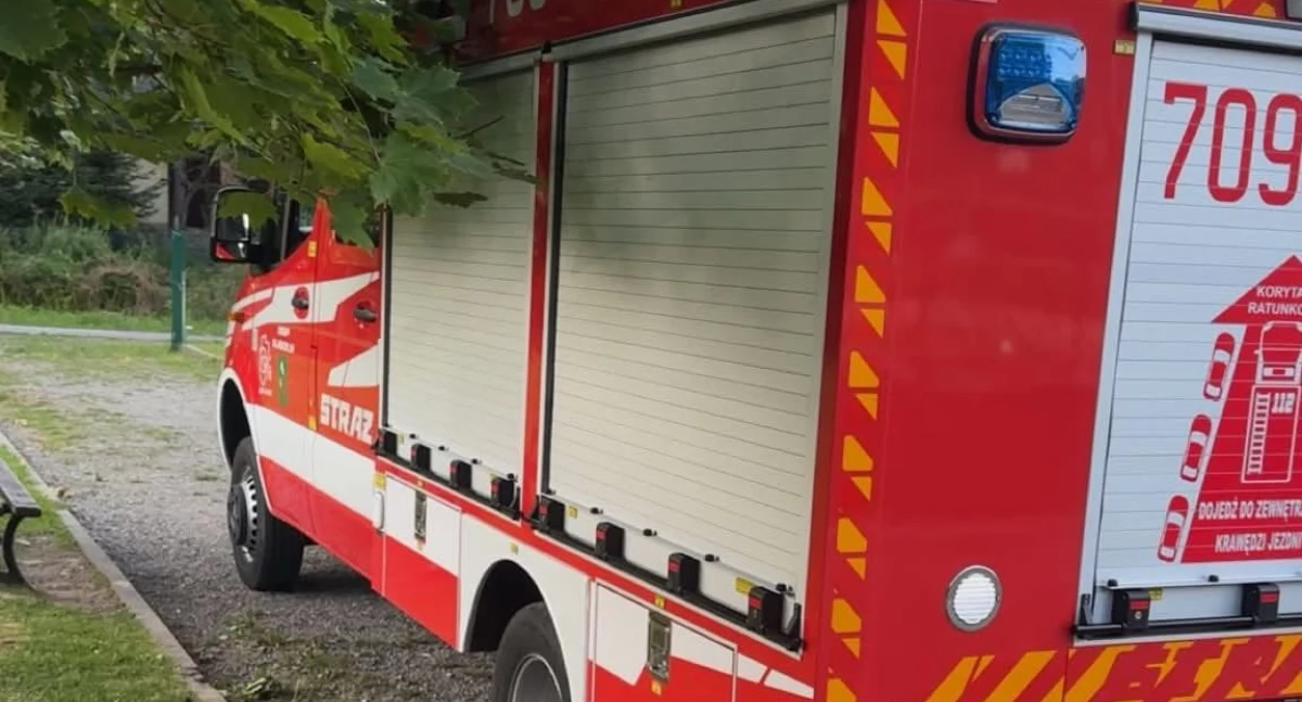 Żmija zygzakowata na placu zabaw w Ujsołach
