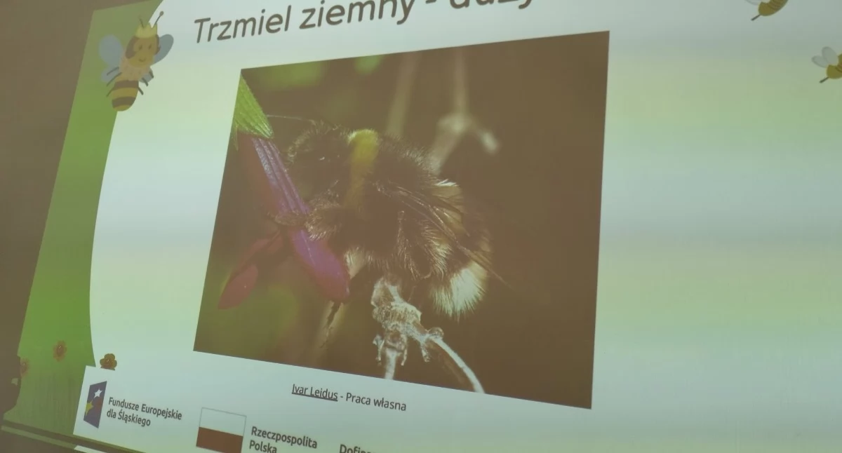 Ekologiczna inicjatywa w Szkole Podstawowej nr 9 w Żywcu