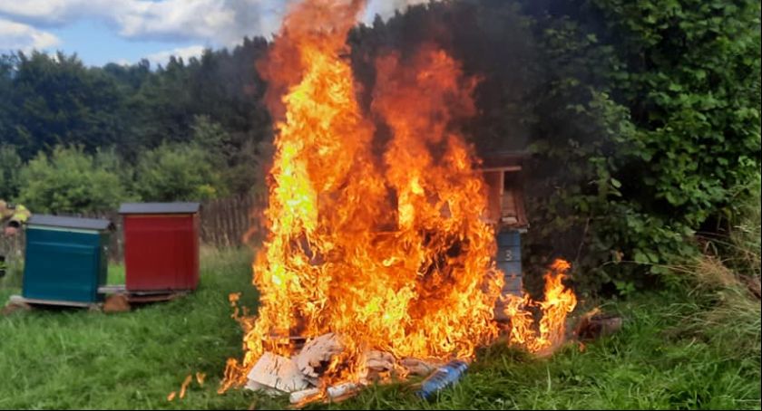 Trzeba było spalić ul 