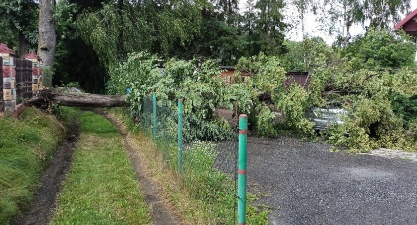 Las: Mogło dojść do dramatu