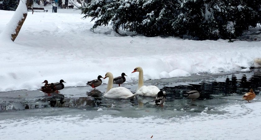 Park Żywiecki w zimowej odsłonie.