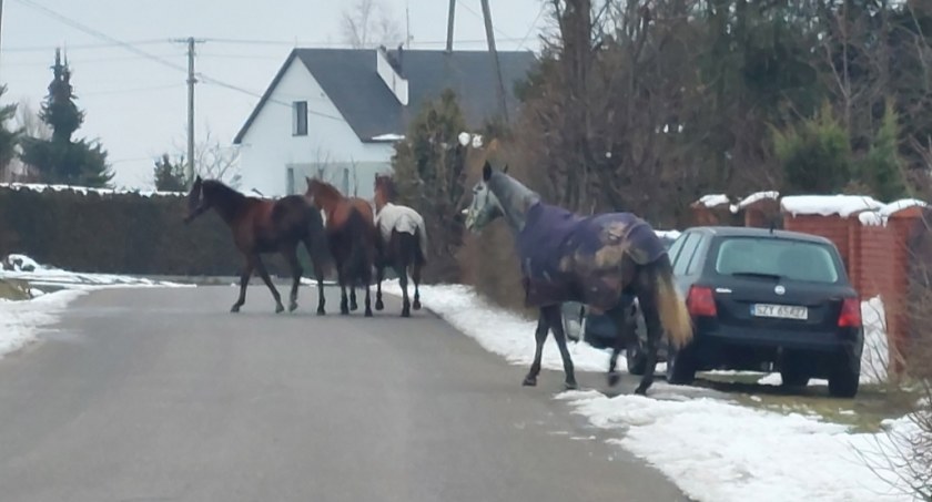 Cztery konie same spacerują po ulicy