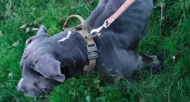 W Jeleśni znaleziono psa rasy Amstaff 