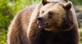 Widziano niedźwiedzia brunatnego na granicy powiatu …